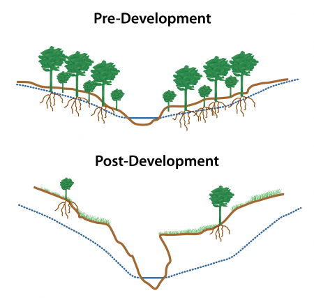 Changes in stream channel shape after development