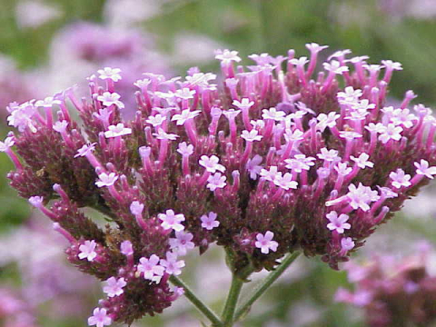 Vervain