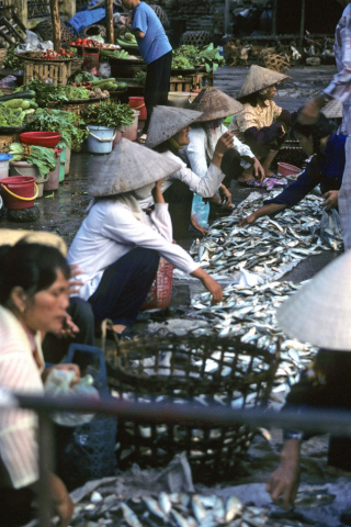 Rows of women in sunhats squatting and selling fish at Cat Ba outdoor market