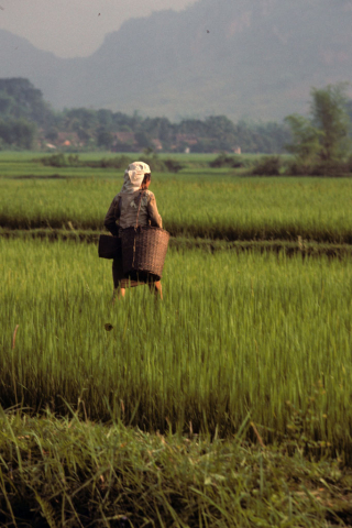 Woman wearing headscarf and shoulder basket walks in Mai Chau rice field