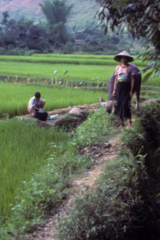 Highland woman walks buffalo past girl doing washing in rice fields at Mai Chau