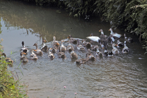 Ducks swim in canal near Mai Chau
