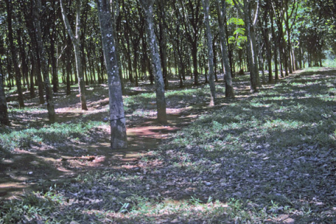 Rubber tree plantation located between Dalat and Ho Chi Minh City