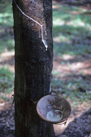 White latex sap dripping into collection pan on tapped rubber tree in plantation
