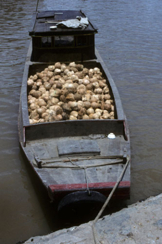 Wooden boat full of husked coconuts moored on Mekong River near Mytho