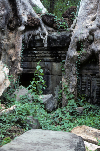 Huge tree roots covering buried doorway of Preah Khan Temple at Angkor