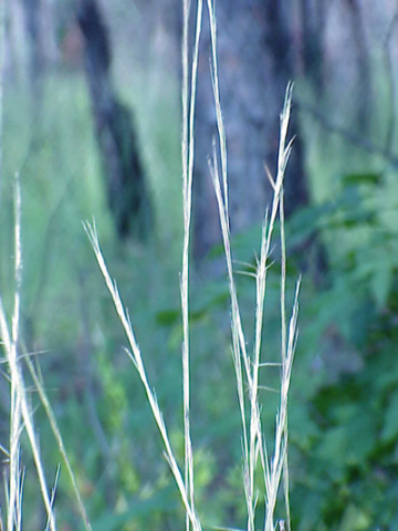 Wire grass plants